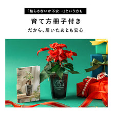 画像をギャラリービューアに読み込む, 【土を使わない観葉植物】Table Plants(テーブルプランツ) ポインセチア