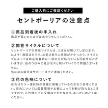 画像をギャラリービューアに読み込む, 【土を使わない花】テーブルプランツ (Table Plants) セントポーリア ※数量限定/予約商品