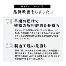 画像をギャラリービューアに読み込む, 【土を使わない観葉植物】Table Plants(テーブルプランツ) ポインセチア