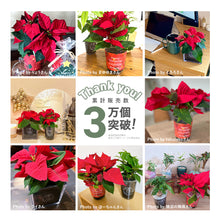画像をギャラリービューアに読み込む, 【土を使わない観葉植物】Table Plants(テーブルプランツ) ポインセチア