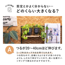 画像をギャラリービューアに読み込む, つる性観葉植物テーブルプランツ よくある質問 どのくらい大きくなる?