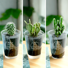 画像をギャラリービューアに読み込む, 【土を使わないサボテン】テーブルプランツ(Table Plants)