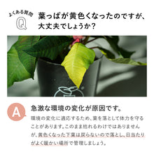 画像をギャラリービューアに読み込む, 【土を使わない観葉植物】Table Plants(テーブルプランツ) ポインセチア