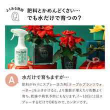 画像をギャラリービューアに読み込む, 【土を使わない観葉植物】Table Plants(テーブルプランツ) ポインセチア