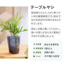 画像をギャラリービューアに読み込む, 【風水効果あり!】テーブルプランツ(Table Plants) 2種セット ※土を使わない観葉植物