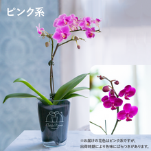 画像をギャラリービューアに読み込む, 【土を使わない花】テーブルプランツ(Table Plants) ミディ胡蝶蘭 ※期間限定
