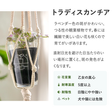 画像をギャラリービューアに読み込む, 【土を使わない観葉植物】つる性テーブルプランツ(Table Plants)トラディスカンチア