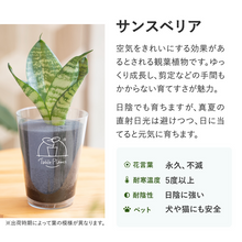 画像をギャラリービューアに読み込む, 【土を使わない観葉植物】テーブルプランツ(Table Plants) サンスベリア