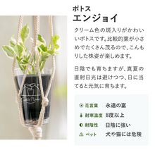 画像をギャラリービューアに読み込む, 【土を使わない観葉植物】テーブルプランツ(Table Plants) ポトス