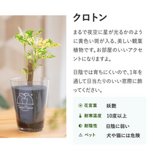 画像をギャラリービューアに読み込む, 【土を使わない観葉植物】テーブルプランツ(Table Plants) クロトン