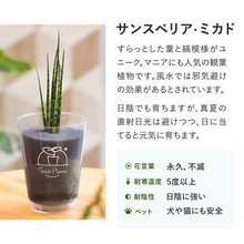 画像をギャラリービューアに読み込む, 【土を使わない観葉植物】テーブルプランツ(Table Plants) サンスベリア