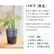 画像をギャラリービューアに読み込む, 【土を使わない観葉植物】テーブルプランツ(Table Plants) パキラ