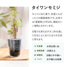 画像をギャラリービューアに読み込む, 【土を使わない観葉植物】テーブルプランツ(Table Plants) ポリシャス