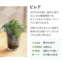画像をギャラリービューアに読み込む, 【土を使わない観葉植物】テーブルプランツ(Table Plants) ピレア