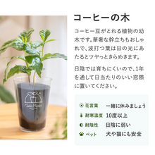 画像をギャラリービューアに読み込む, 【土を使わない観葉植物】テーブルプランツ(Table Plants) コーヒーの木