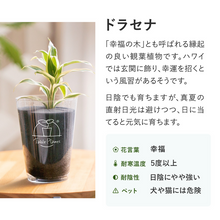 画像をギャラリービューアに読み込む, 【土を使わない観葉植物】テーブルプランツ(Table Plants) ドラセナ