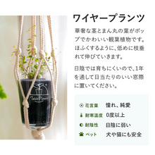 画像をギャラリービューアに読み込む, 【土を使わない観葉植物】テーブルプランツ(Table Plants) ワイヤープランツ