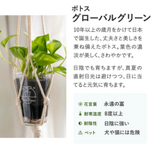 画像をギャラリービューアに読み込む, 【土を使わない観葉植物】テーブルプランツ(Table Plants) ポトス