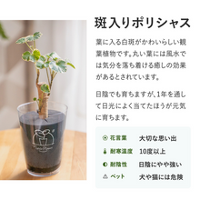 画像をギャラリービューアに読み込む, 【土を使わない観葉植物】テーブルプランツ(Table Plants) ポリシャス