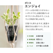 画像をギャラリービューアに読み込む, 【土を使わない観葉植物】つる性テーブルプランツ(Table Plants)