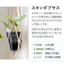 画像をギャラリービューアに読み込む, 【土を使わない観葉植物】つる性テーブルプランツ(Table Plants)