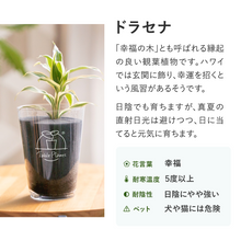 画像をギャラリービューアに読み込む, 【風水効果で選ぶ!】テーブルプランツ(Table Plants) 3種+Table Plants Waterセット ※土を使わない観葉植物
