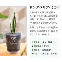 画像をギャラリービューアに読み込む, 【土を使わない観葉植物】テーブルプランツ(Table Plants)