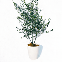 画像をギャラリービューアに読み込む, 香川で育ったオリーブの木 8号 鉢カバーセット