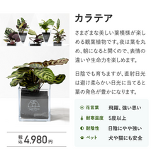 画像をギャラリービューアに読み込む, 【土を使わない観葉植物】テーブルプランツ キューブ(Table Plants CUBE) カラテア