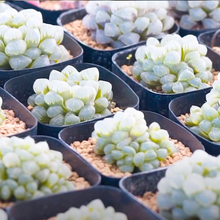 画像をギャラリービューアに読み込む, 【GreenSnap BOX】高知多肉の多肉植物 定期便 (2ヶ月に1回 1個or2個)