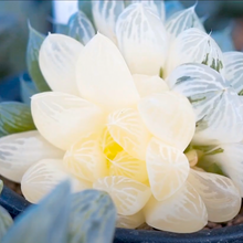 画像をギャラリービューアに読み込む, 【GreenSnap BOX】高知多肉の多肉植物 定期便 (2ヶ月に1回 1個or2個)