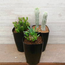 画像をギャラリービューアに読み込む, 【GreenSnap BOX】高知多肉の多肉植物 定期便 (2ヶ月に1回 1個or2個)
