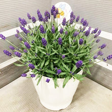 画像をギャラリービューアに読み込む, 【予約商品:4/26発送】ラベンダー・カシオペア 5号