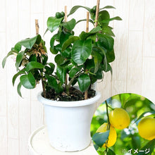 画像をギャラリービューアに読み込む, 【予約商品:5/17発送分】レモンの木 ビラ・フランカ(ヴィラフランカ) 6号
