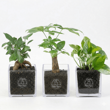 画像をギャラリービューアに読み込む, 【ボタニカルソイルCUBE観葉】テーブルプランツ(Table Plants CUBE)