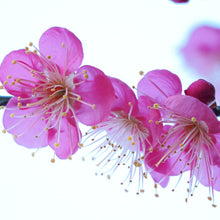 画像をギャラリービューアに読み込む, 【期間限定:12/20まで】梅の苔玉(ミチシルベ)