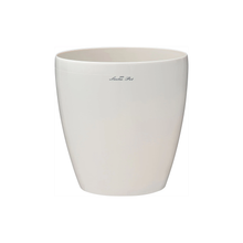 画像をギャラリービューアに読み込む, 香川で育ったオリーブの木 8号 鉢カバーセット