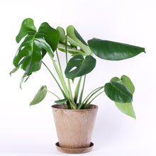画像をギャラリービューアに読み込む, モンステラ・アダンソニー 6号 シンプルでおしゃれな植木鉢カバーセット