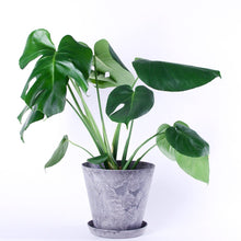 画像をギャラリービューアに読み込む, モンステラ・アダンソニー 6号 シンプルでおしゃれな植木鉢カバーセット