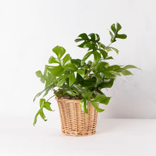 画像をギャラリービューアに読み込む, ヒメモンステラ 5号 ナチュラルカゴカバーセット