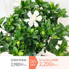 画像をギャラリービューアに読み込む, 【限定46個】クチナシ 5号