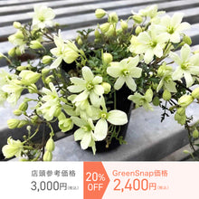 画像をギャラリービューアに読み込む, クレマチス・ペトリエイ 3号 3ポットセット