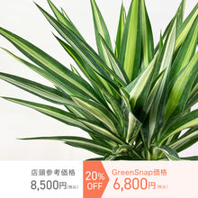 画像をギャラリービューアに読み込む, 【限定15個】ユッカ・シルバースター 7号 ※予約商品:3/30まで 出荷予定:4/4