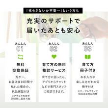 画像をギャラリービューアに読み込む, 【土を使わない観葉植物】テーブルプランツ(Table Plants) スキンダプサス