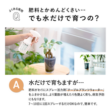 画像をギャラリービューアに読み込む, 【土を使わない観葉植物】テーブルプランツ(Table Plants) カポック