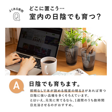 画像をギャラリービューアに読み込む, 【土を使わない観葉植物】テーブルプランツ(Table Plants) フィカス・ウンベラータ