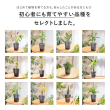 画像をギャラリービューアに読み込む, 土を使わない観葉植物 テーブルプランツ 初心者にも育てやすい品種をセレクトしました