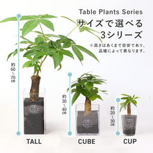 画像をギャラリービューアに読み込む, 【土を使わない観葉植物】テーブルプランツ(Table Plants) パキラ