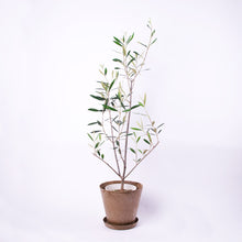 画像をギャラリービューアに読み込む, オリーブの木 5号 アートストーン鉢カバーセット 瀬戸内産