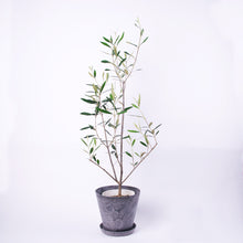 画像をギャラリービューアに読み込む, オリーブの木 5号 アートストーン鉢カバーセット 瀬戸内産